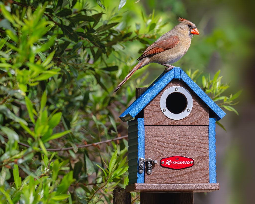 kingsyard bluebird birdhouse