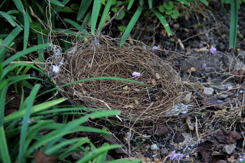 twigs and small sticks as material for a bird nest