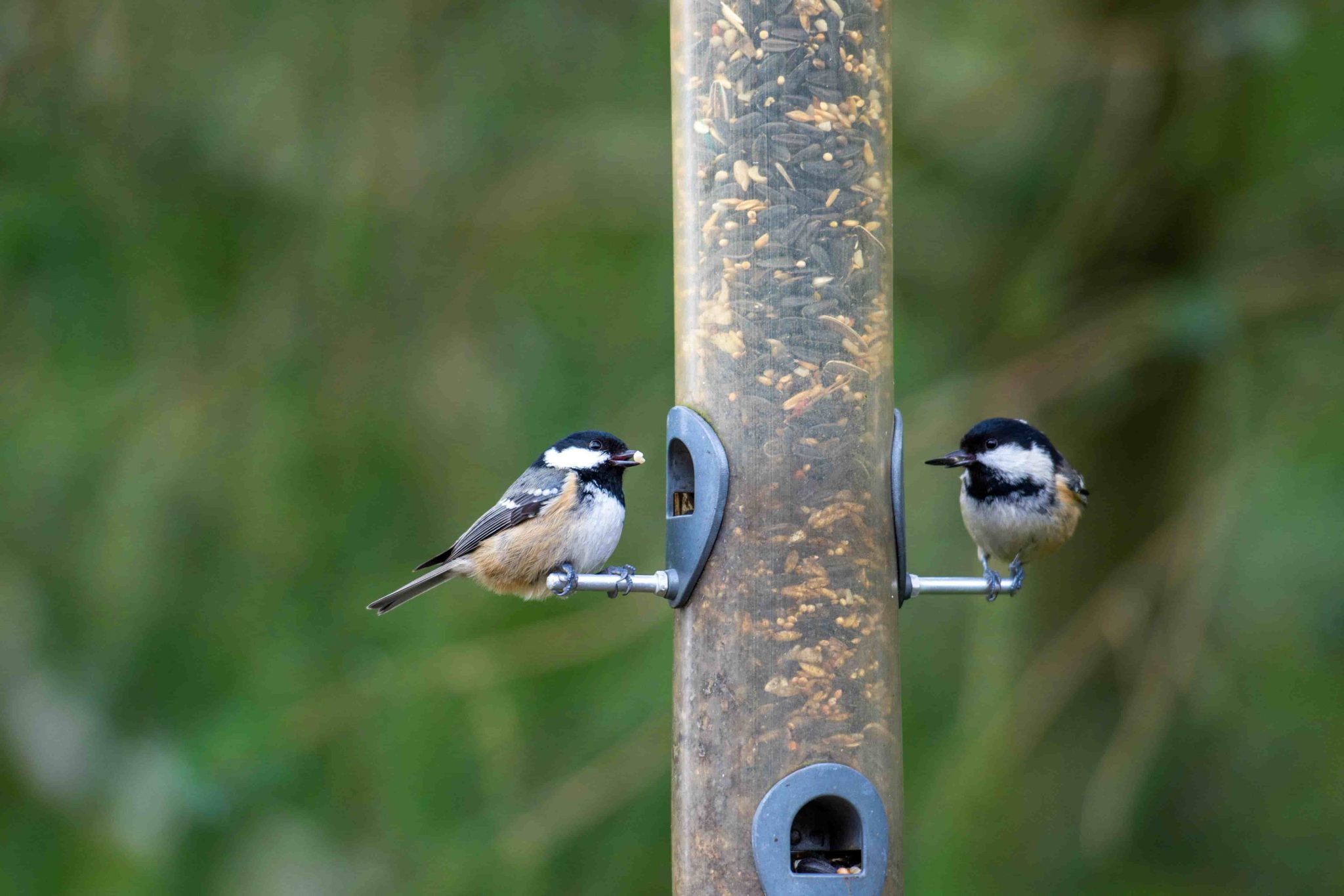 Top 8 Spring Birds to Spot: A Must-See List for Birdwatchers