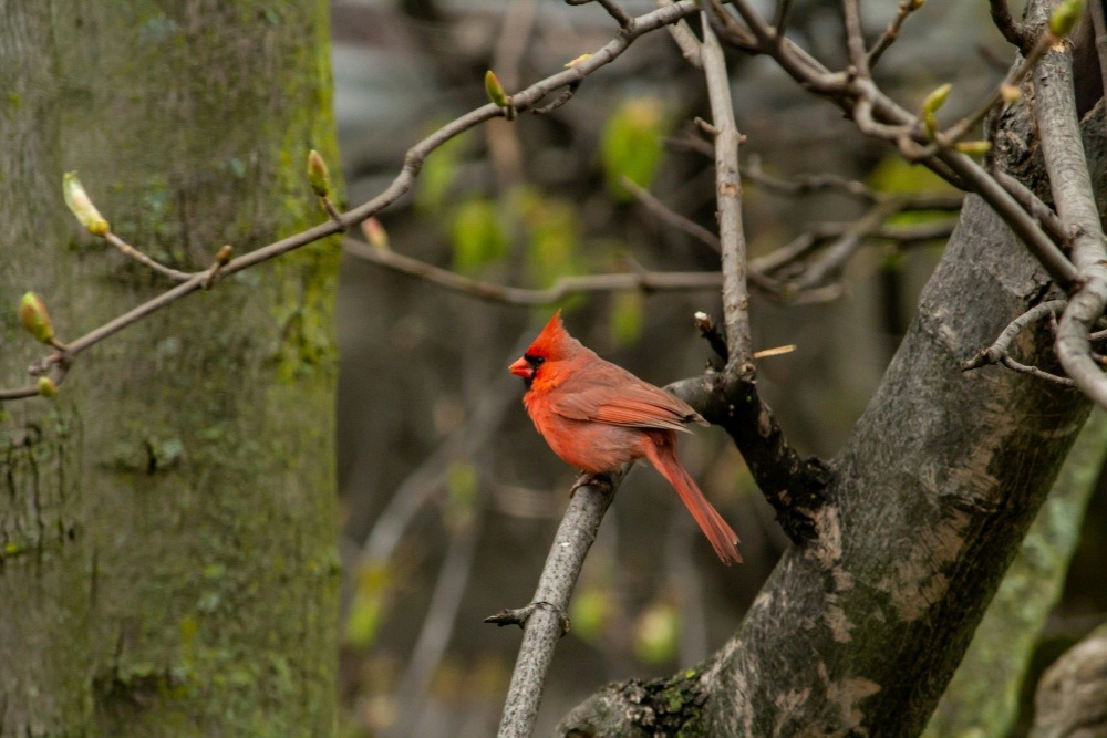 cardinal standing on a tree