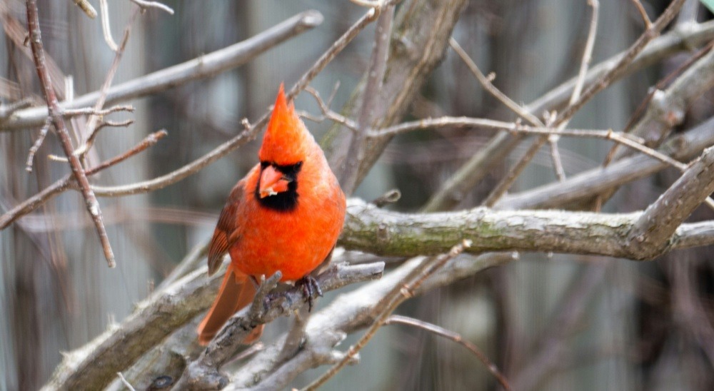 attract cardinals