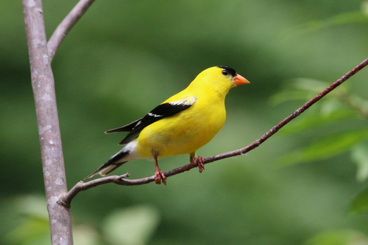 goldfinch standing in the tree.