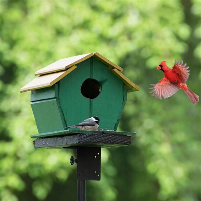 Where to Hang Bird Feeders: Top Spots for More Birds & Beauty