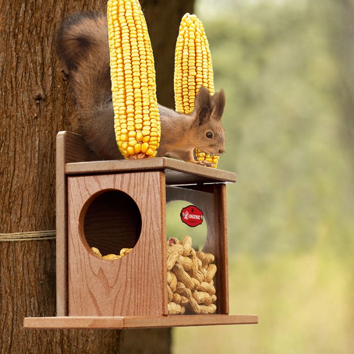 Brown Kingsyard Recycled Plastic Squirrel Feeder Box 1 Brown Kingsyard Recycled Plastic Squirrel Feeder Box 1