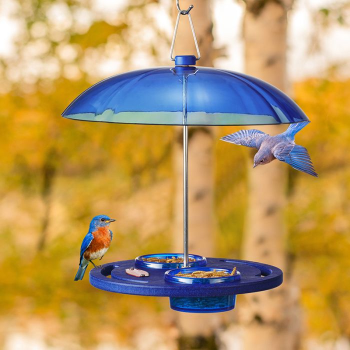 Kingsyard Recycled Plastic Platform Bird Feeder with Dome Top 3 Kingsyard Recycled Plastic Platform Bird Feeder with Dome Top 3