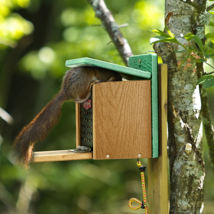 Kingsyard Recycled Plastic Squirrel Feeder 3