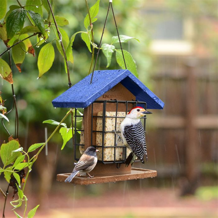 Blue Kingsyard Recycled Plastic Suet Bird Feeders 1 Blue Kingsyard Recycled Plastic Suet Bird Feeders 1