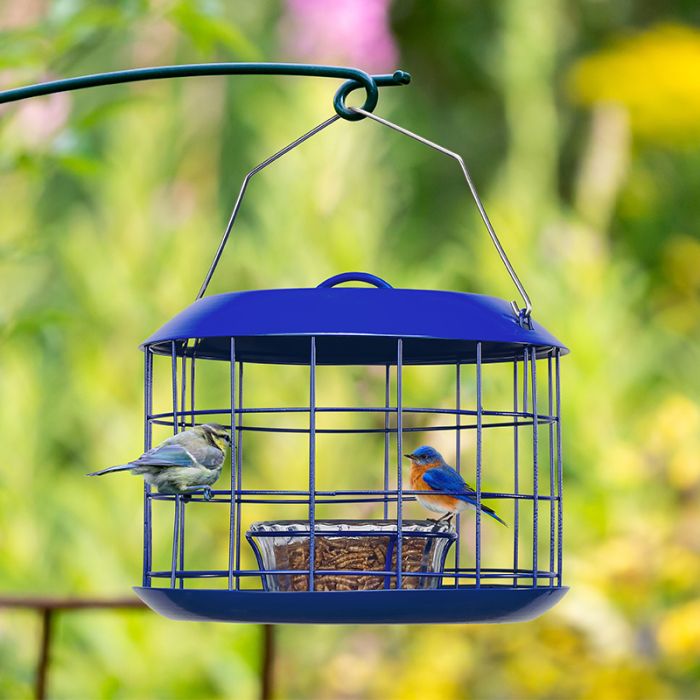 Kingsyard Metal Caged Squirrel Proof Bluebird Feeders 6 Kingsyard Metal Caged Squirrel Proof Bluebird Feeders 6