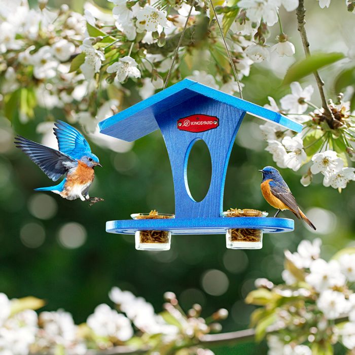 Blue for Bludbird Kingsyard Recycled Plastic Bird Feeder 4 Blue for Bludbird Kingsyard Recycled Plastic Bird Feeder 4