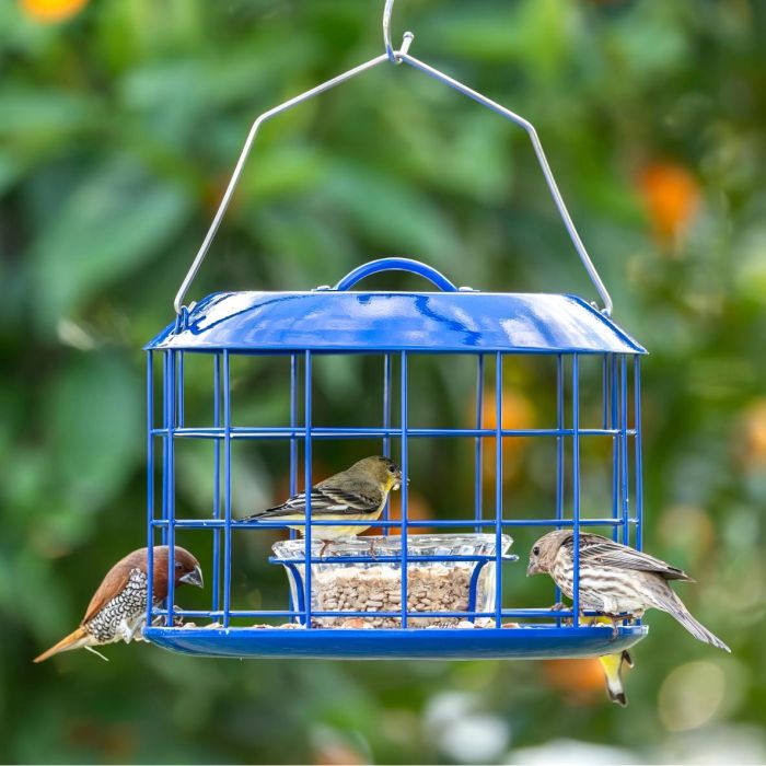 Kingsyard Metal Caged Squirrel Proof Bluebird Feeders 1 Kingsyard Metal Caged Squirrel Proof Bluebird Feeders 1