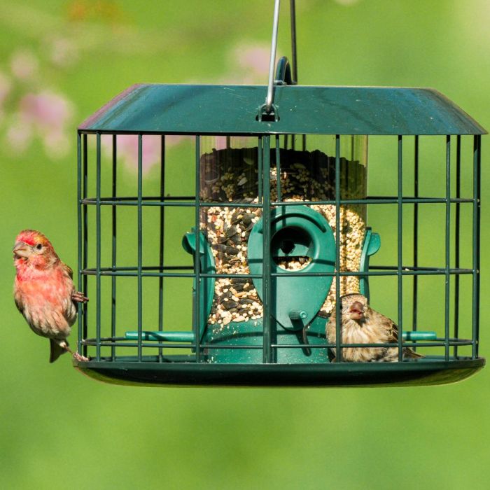 Kingsyard Squirrel Proof Caged Tube Bird Feeder 1 Kingsyard Squirrel Proof Caged Tube Bird Feeder 1