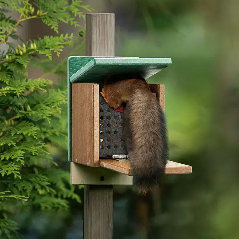 Kingsyard Large Capacity Squirrel Feeder House with Hinged Roof 4