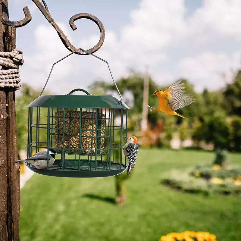 Green Kingsyard Metal Caged Squirrel Proof Suet Feeder 7