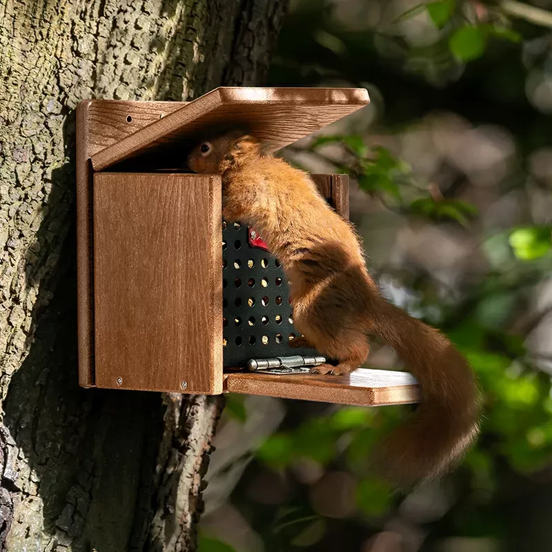 Brown Kingsyard Large Capacity Squirrel Feeder House with Hinged Roof 1 Brown Kingsyard Large Capacity Squirrel Feeder House with Hinged Roof 1