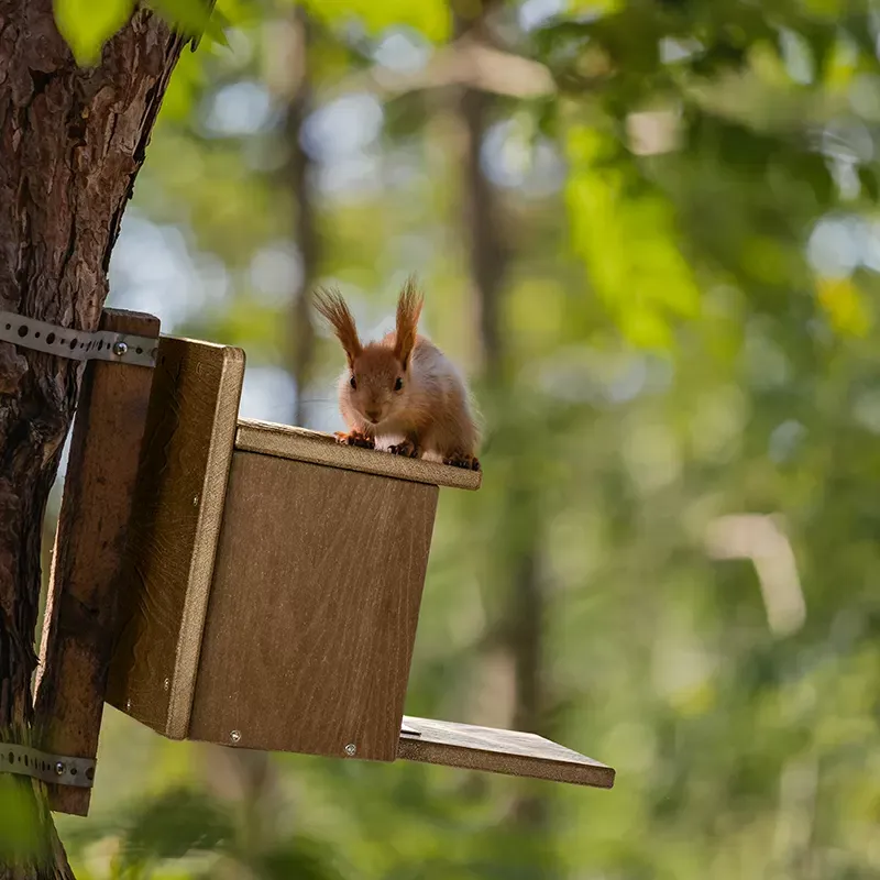 Brown Kingsyard Large Capacity Squirrel Feeder House with Hinged Roof 4 Brown Kingsyard Large Capacity Squirrel Feeder House with Hinged Roof 4