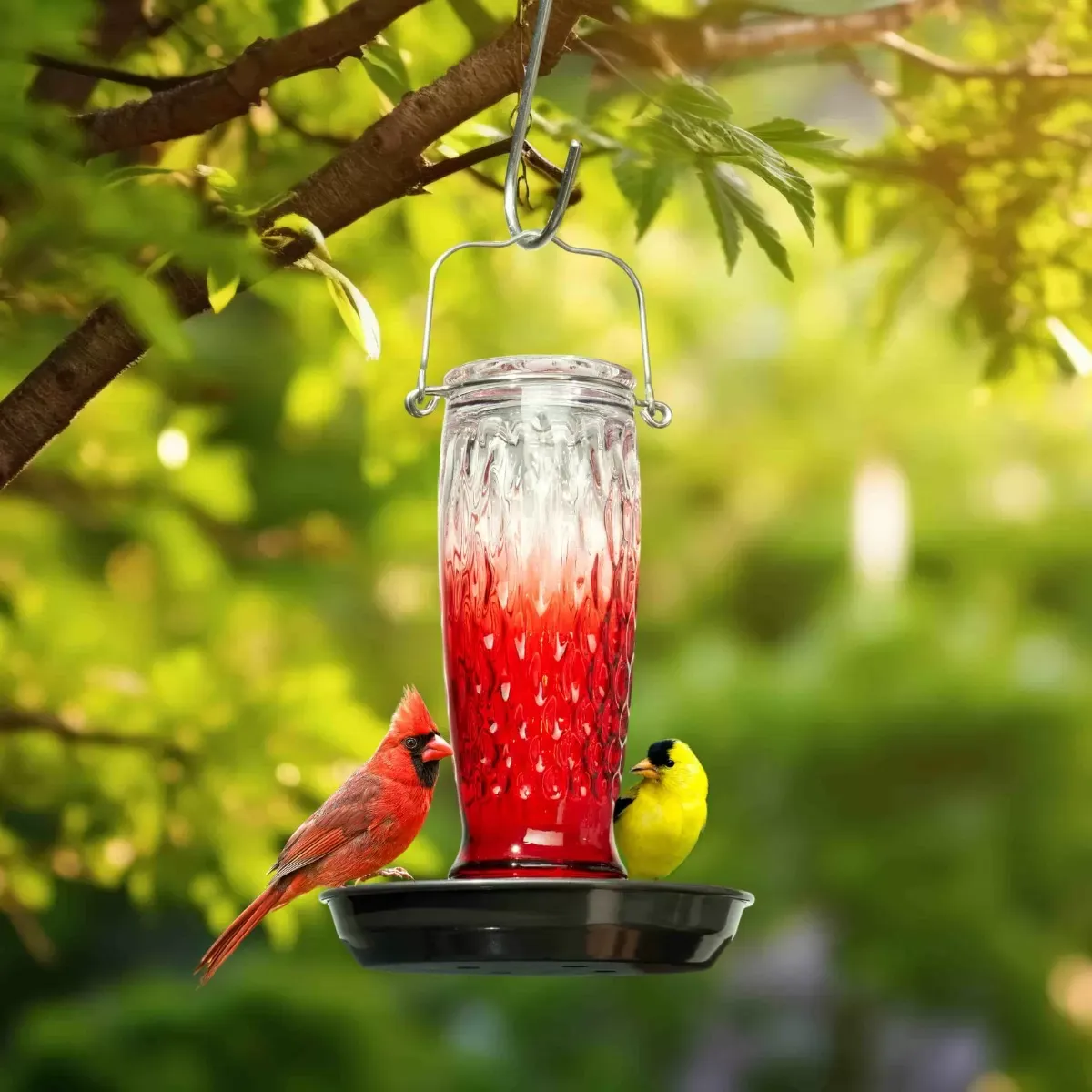 Red Gradient Kingsyard 24oz Large Capacity Glass Bird Water Feeder 1 Red Gradient Kingsyard 24oz Large Capacity Glass Bird Water Feeder 1