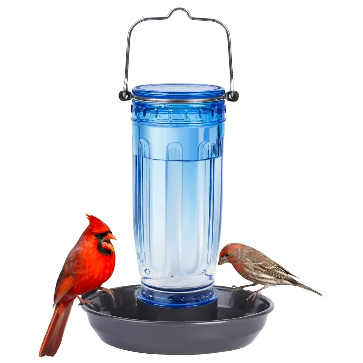 Blue Kingsyard 16oz Glass Bird Waterer for Outdoor Use 2