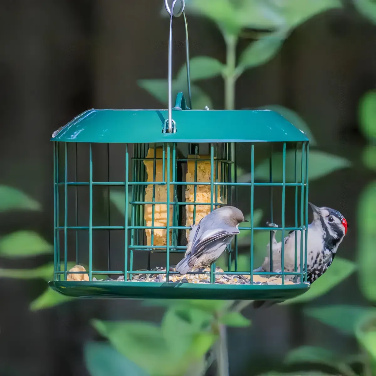 Kingsyard Metal Caged Squirrel Proof Suet Feeder