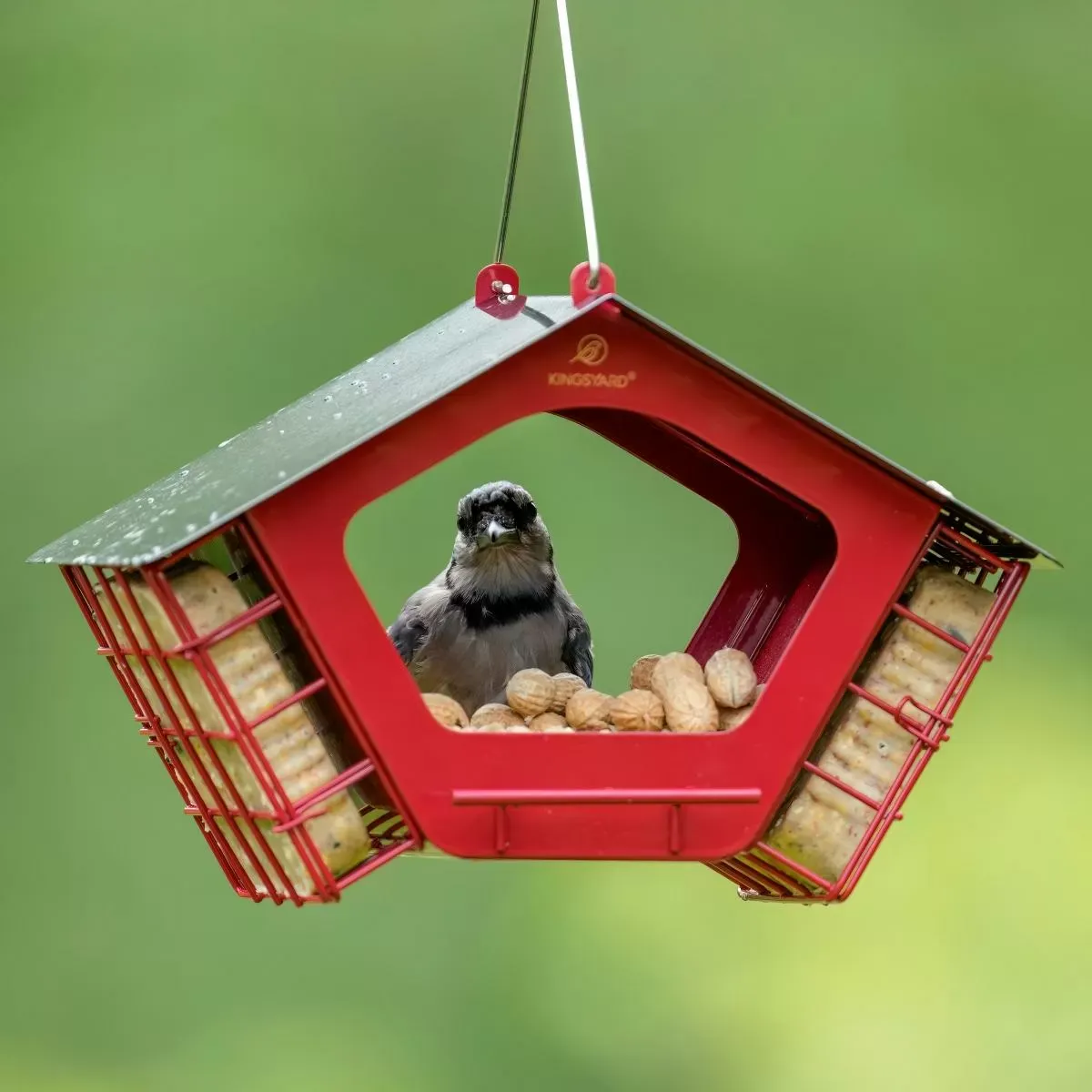 Kingsyard Metal 2 in 1 Mixed Seeds Bird Feeders 1 Kingsyard Metal 2 in 1 Mixed Seeds Bird Feeders 1