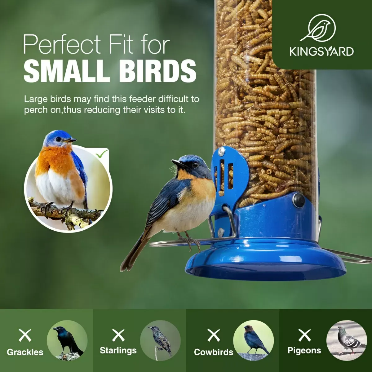 Blue Kingsyard Extra Sturdy Tube Bluebird Mealworm Feeder 6