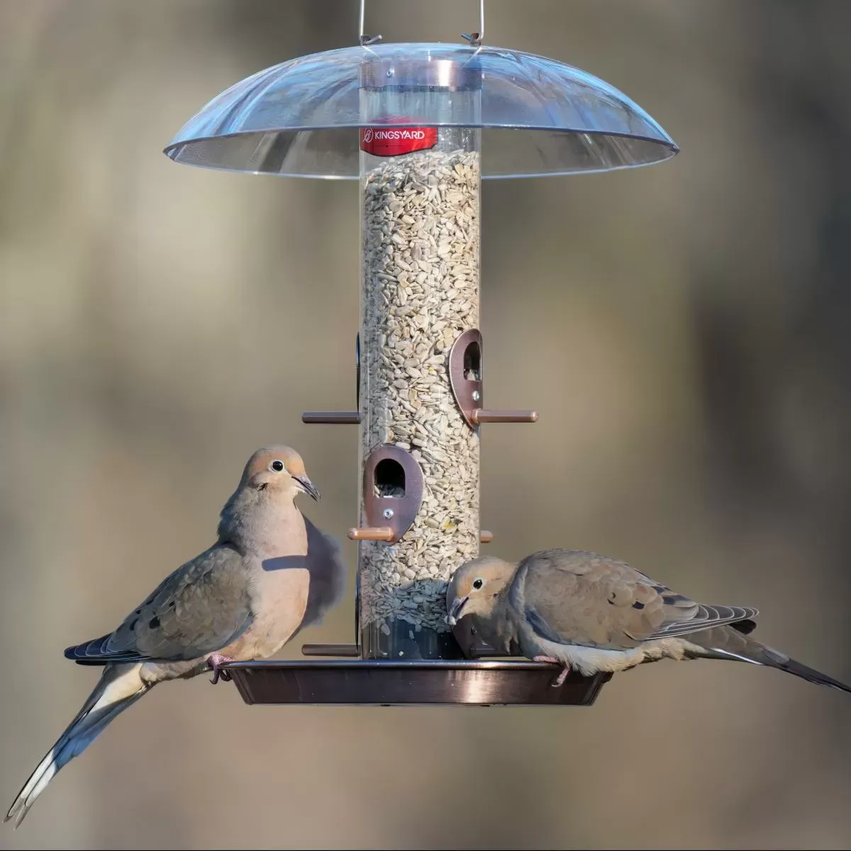 Kingsyard Weatherproof Metal Tube Feeder with Dome 7 Kingsyard Weatherproof Metal Tube Feeder with Dome 7