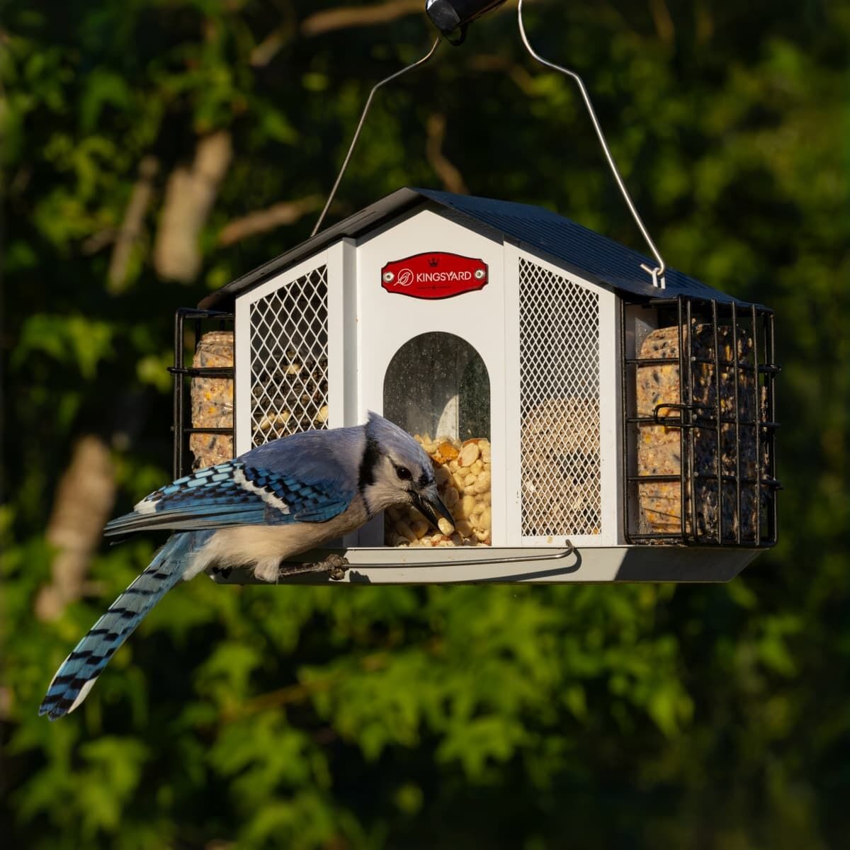 Kingsyard Weatherproof House Bird Feeder with Double Suet Cages
