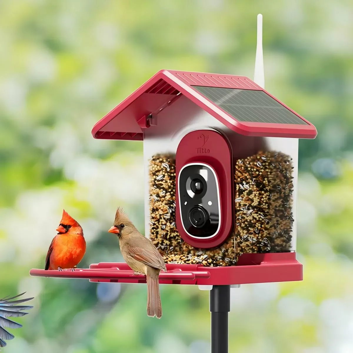 Red Titto Smart Bird Feeder Pro 1 Red Titto Smart Bird Feeder Pro 1