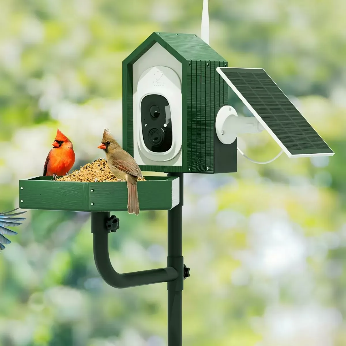 Green Titto 2 in 1 Smart Bird Feeder with Camera 9