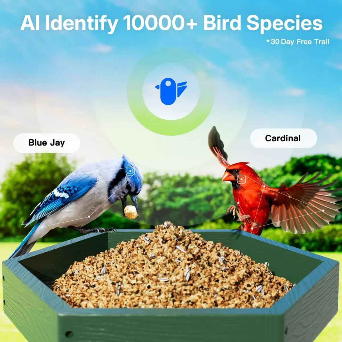 Green Titto 2 in 1 Smart Bird Feeder with Camera 6