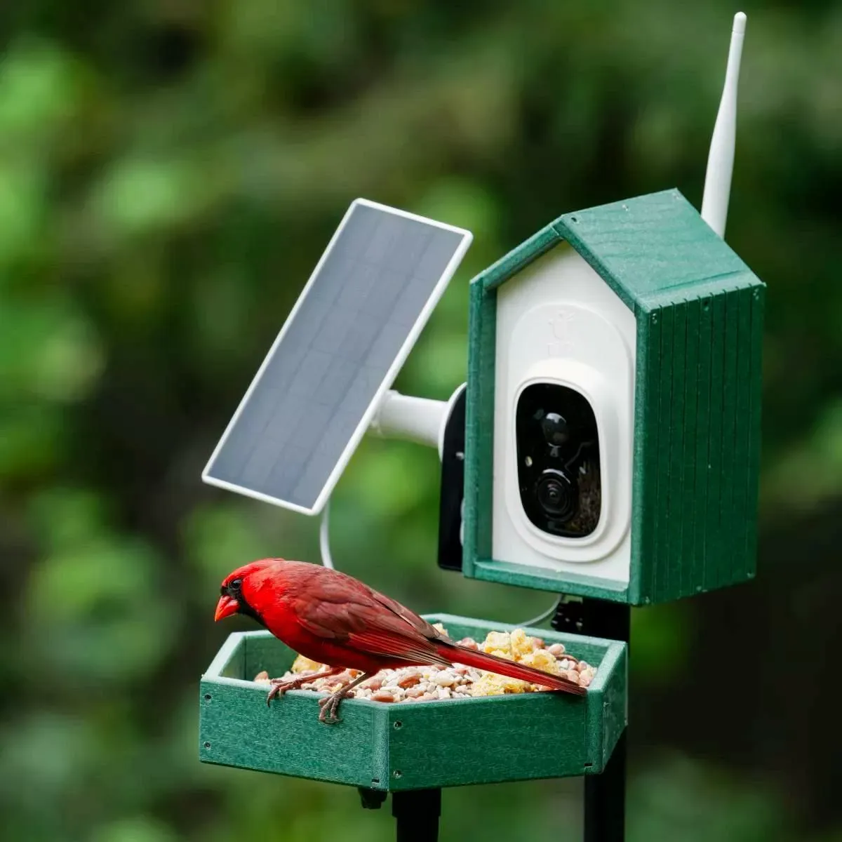 Green Titto 2 in 1 Smart Bird Feeder with Camera 1